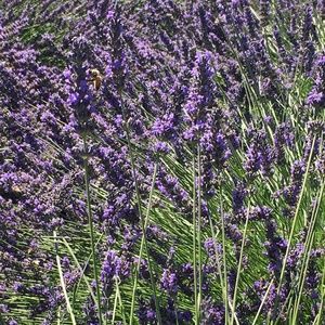 Meet your Posher, Karina